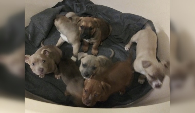 Tennessee Man Charged with Aggravated Animal Cruelty for Abandoning Puppies Near Paris Landing Bridge