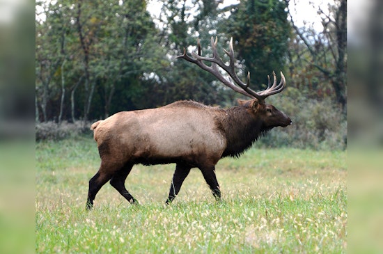 Tennessee Wildlife Resources Agency Announces Elk Quota Hunt Dates for 2025