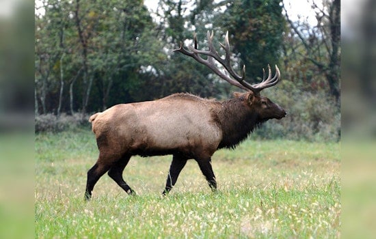Tennessee Wildlife Resources Agency Announces Elk Quota Hunt Dates for 2025