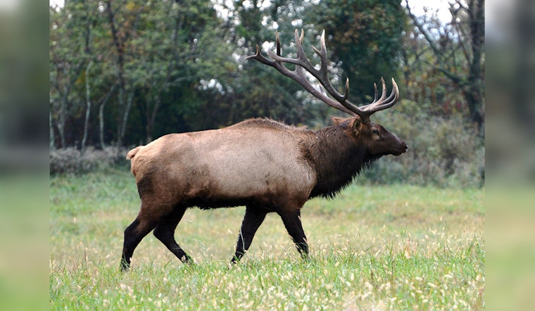 Tennessee Wildlife Resources Agency Announces Elk Quota Hunt Dates for 2025