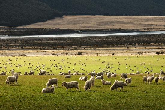 Texas Solar Farms Employ Thousands of Sheep for Sustainable Land Management