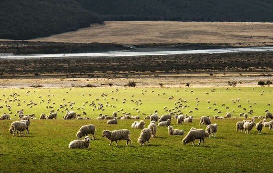 Texas Solar Farms Employ Thousands of Sheep for Sustainable Land Management