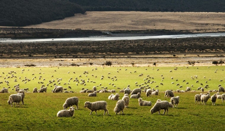 Texas Solar Farms Employ Thousands of Sheep for Sustainable Land Management