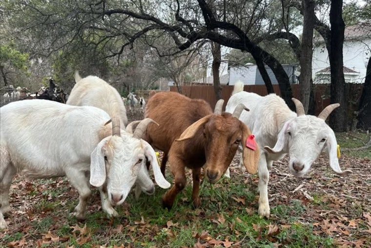Travis County Hires Goat Herd for Eco-Friendly Wildfire Prevention Along the Chaparral Hiking Trail