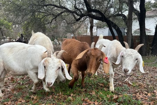 Travis County Hires Goat Herd for Eco-Friendly Wildfire Prevention Along the Chaparral Hiking Trail