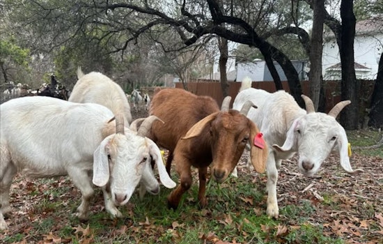 Travis County Hires Goat Herd for Eco-Friendly Wildfire Prevention Along the Chaparral Hiking Trail