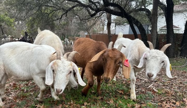 Travis County Hires Goat Herd for Eco-Friendly Wildfire Prevention Along the Chaparral Hiking Trail