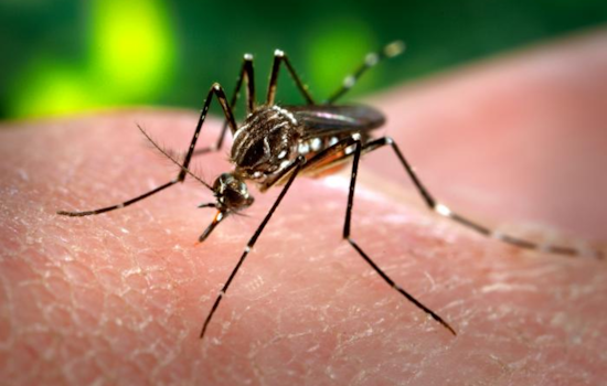 University of Cincinnati Study Reveals How Mosquitoes Thrive in Drought by Increasing Blood-Feeding, Prompting Disease Spread Concerns