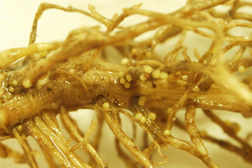 University of Missouri Extension Warns Against Sole Reliance on Seed Treatments for Managing Soybean Cyst Nematode