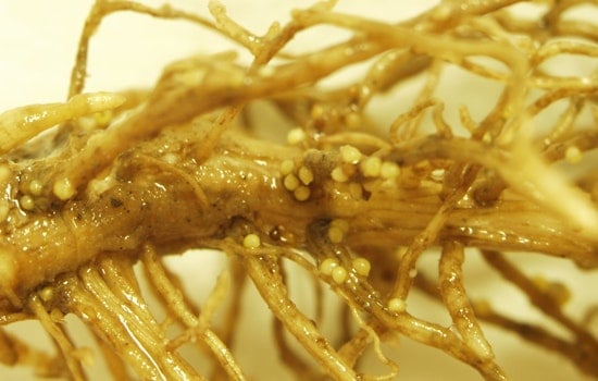University of Missouri Extension Warns Against Sole Reliance on Seed Treatments for Managing Soybean Cyst Nematode