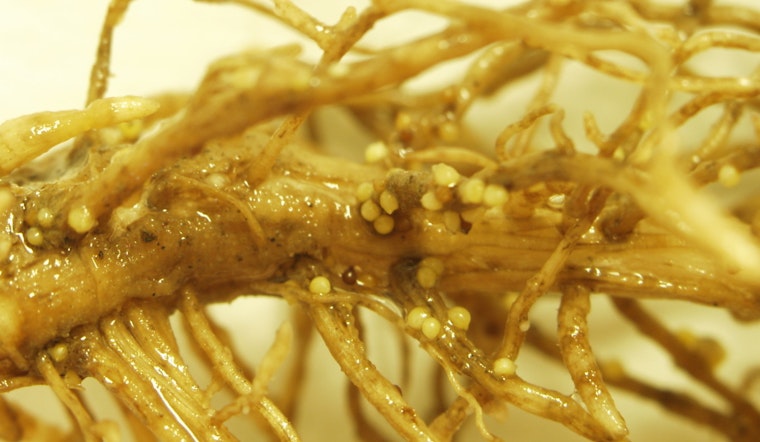 University of Missouri Extension Warns Against Sole Reliance on Seed Treatments for Managing Soybean Cyst Nematode
