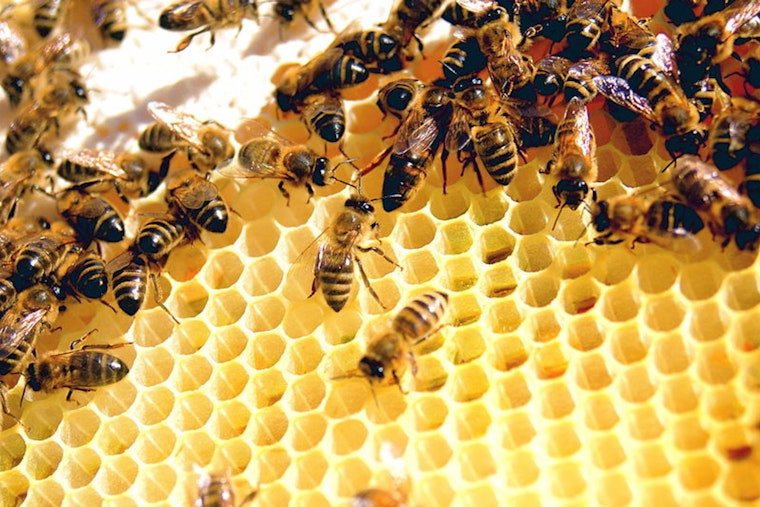 University of Oklahoma Study Reveals Urban Gardens' Role in Supporting Bee Populations Amid Climate Challenges