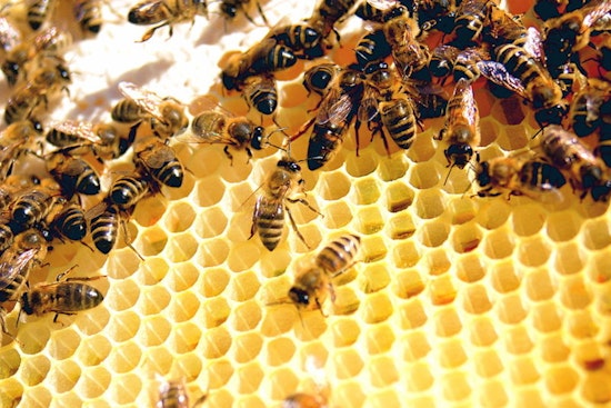 University of Oklahoma Study Reveals Urban Gardens' Role in Supporting Bee Populations Amid Climate Challenges