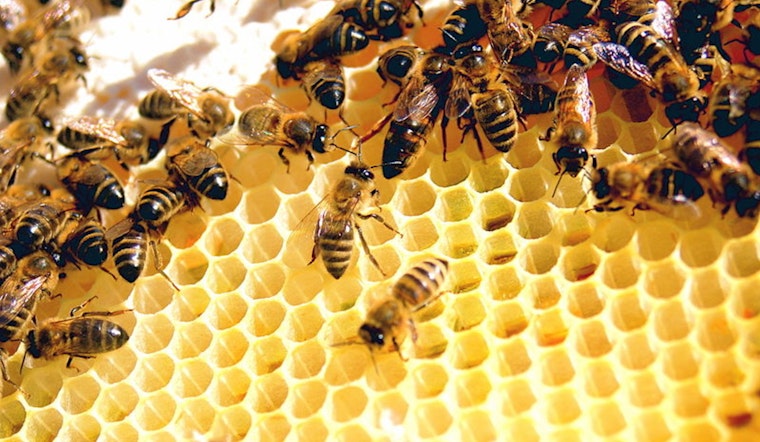University of Oklahoma Study Reveals Urban Gardens' Role in Supporting Bee Populations Amid Climate Challenges