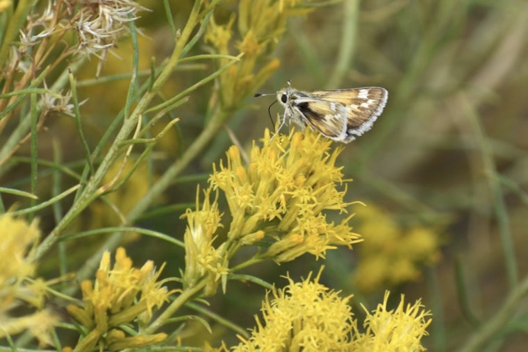 U.S. Fish and Wildlife Service Proposes Endangered Status for Nevada's Rare Bleached Sandhill Skipper