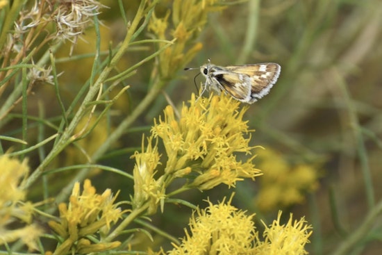 U.S. Fish and Wildlife Service Proposes Endangered Status for Nevada's Rare Bleached Sandhill Skipper