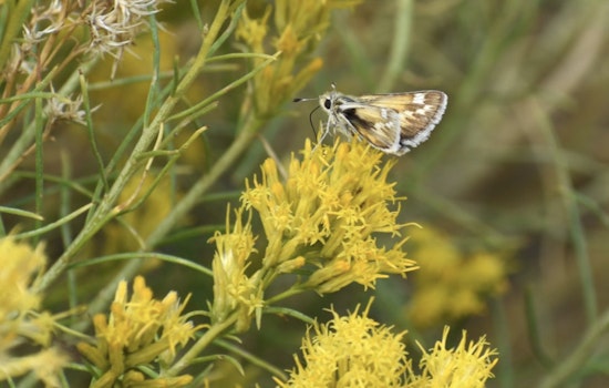 U.S. Fish and Wildlife Service Proposes Endangered Status for Nevada's Rare Bleached Sandhill Skipper
