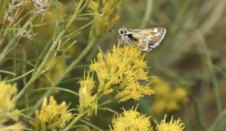 U.S. Fish and Wildlife Service Proposes Endangered Status for Nevada's Rare Bleached Sandhill Skipper