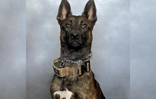Vacaville Police K9 Recovers After Losing Leg in Standoff, Suspect Darren Crail Faces Multiple Charges