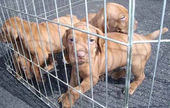 Volunteers from Arizona and Texas Rally to Aid Displaced Animals Amidst Southern California Wildfires