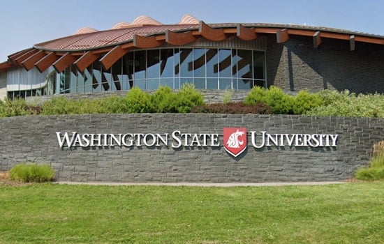 Washington State University Pioneers Plant-Powered Plastic Foam, Taking on $75 Billion Market