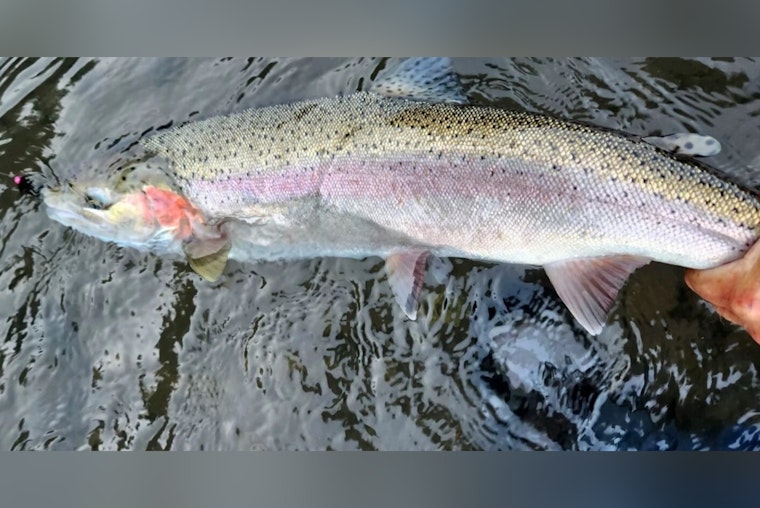 Washington's Skagit and Sauk Rivers Steelhead Fishery Season Set to Open on February 1
