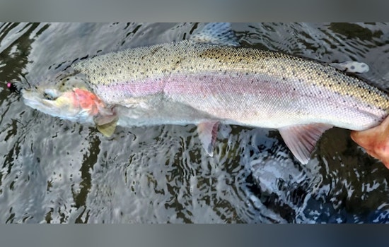 Washington's Skagit and Sauk Rivers Steelhead Fishery Season Set to Open on February 1