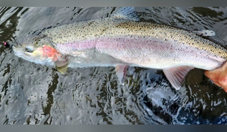 Washington's Skagit and Sauk Rivers Steelhead Fishery Season Set to Open on February 1