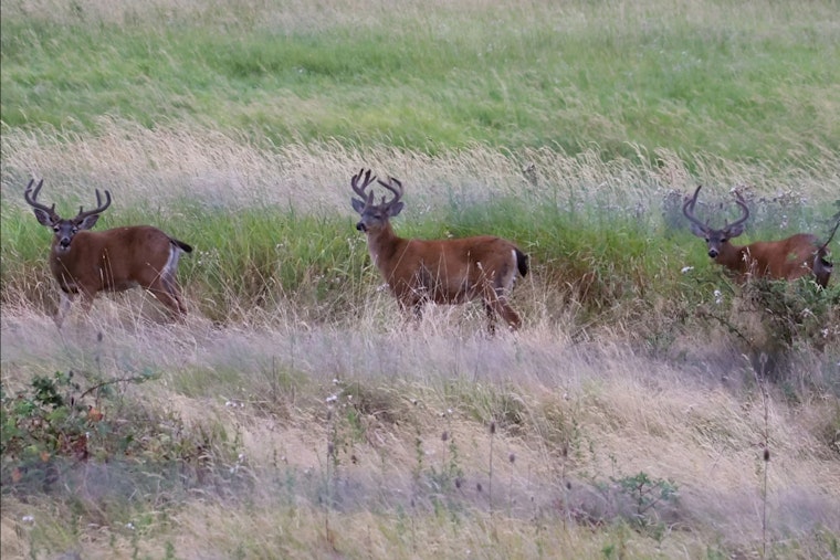 WDFW Launches Innovative Study on Black-Tailed Deer in Southwest Washington