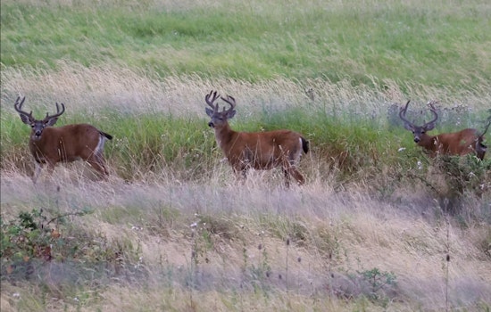 WDFW Launches Innovative Study on Black-Tailed Deer in Southwest Washington