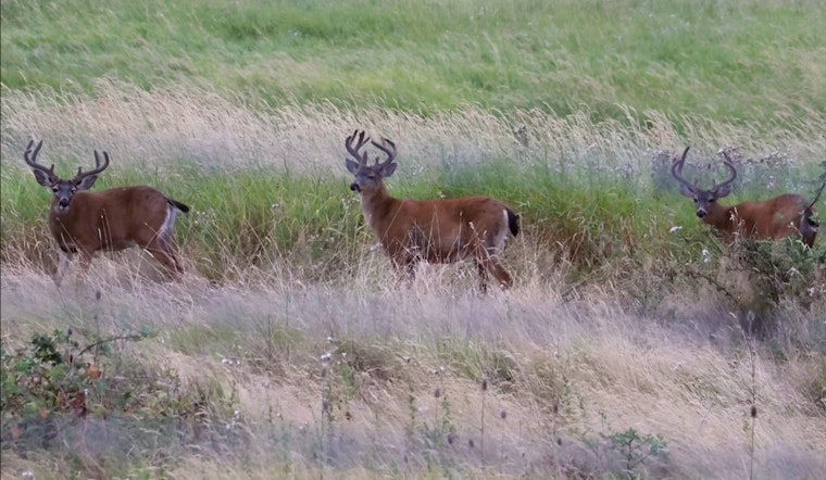 WDFW Launches Innovative Study on Black-Tailed Deer in Southwest Washington