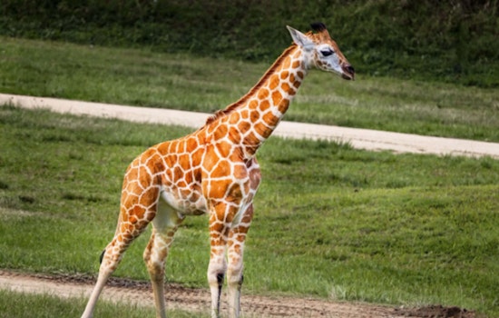 West Michigan Celebrates Rare Christmas Delivery, Baby Giraffe Born at Boulder Ridge Wild Animal Park