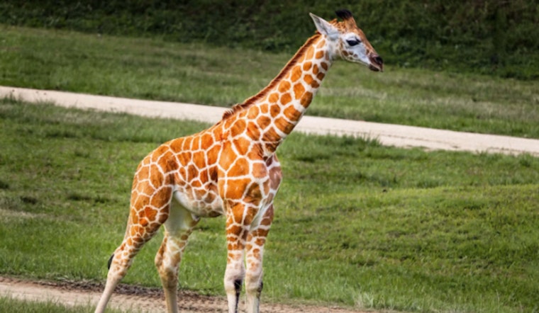 West Michigan Celebrates Rare Christmas Delivery, Baby Giraffe Born at Boulder Ridge Wild Animal Park