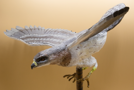 "Wildlife of the Mesilla Valley" Exhibit Showcases Local Fauna at Branigan Cultural Center in Las Cruces
