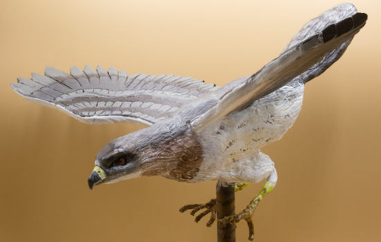 "Wildlife of the Mesilla Valley" Exhibit Showcases Local Fauna at Branigan Cultural Center in Las Cruces