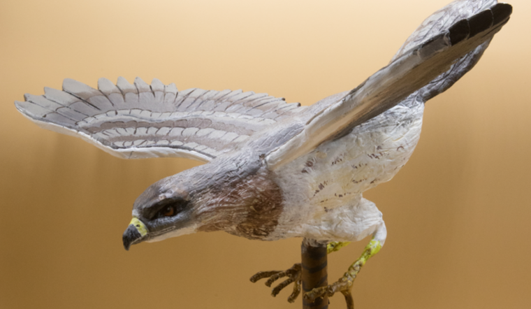 "Wildlife of the Mesilla Valley" Exhibit Showcases Local Fauna at Branigan Cultural Center in Las Cruces