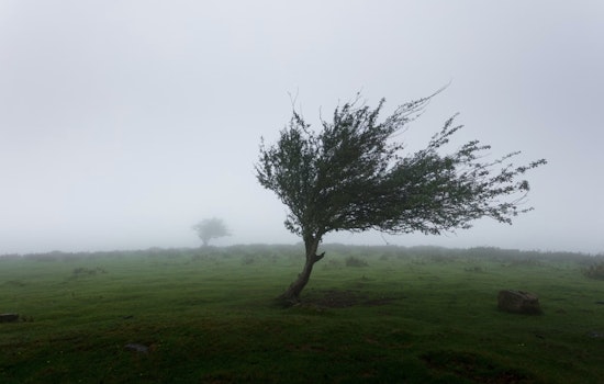 Wind Advisory Issued for Sacramento Region as Strong Gusts Create Driving Hazards and Risk of Projectiles Through Wednesday