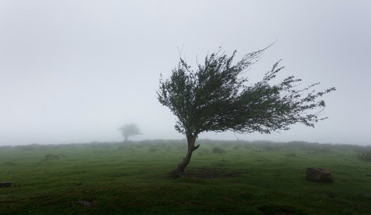 Wind Advisory Issued for Sacramento Region as Strong Gusts Create Driving Hazards and Risk of Projectiles Through Wednesday