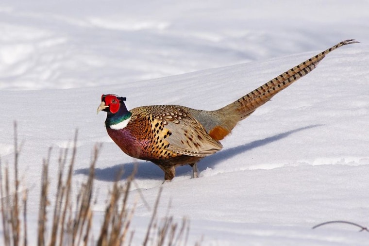 Wisconsin Department of Natural Resources Seeks Proposals for Game Bird Habitat Management Funding