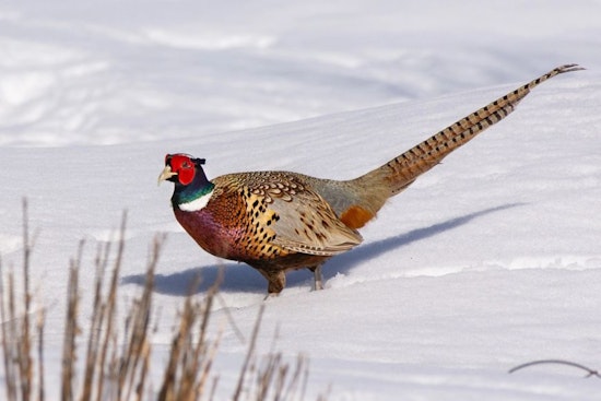 Wisconsin Department of Natural Resources Seeks Proposals for Game Bird Habitat Management Funding