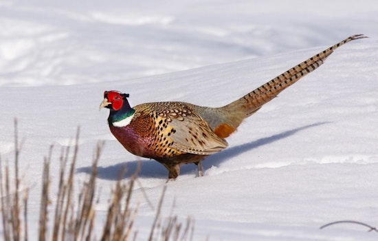 Wisconsin Department of Natural Resources Seeks Proposals for Game Bird Habitat Management Funding