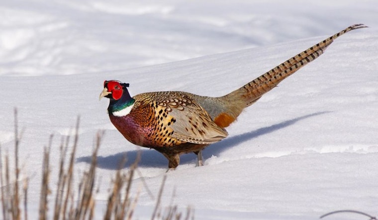 Wisconsin Department of Natural Resources Seeks Proposals for Game Bird Habitat Management Funding