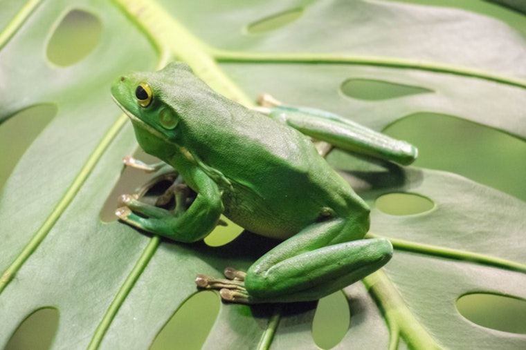 Wisconsin DNR Enables Xcel Energy Maintenance in La Crosse, Aims to Protect Endangered Frogs