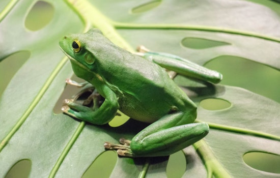 Wisconsin DNR Enables Xcel Energy Maintenance in La Crosse, Aims to Protect Endangered Frogs