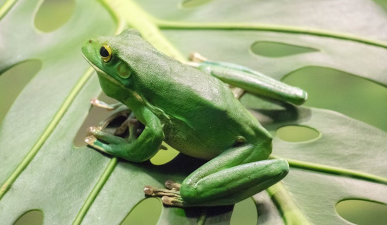 Wisconsin DNR Enables Xcel Energy Maintenance in La Crosse, Aims to Protect Endangered Frogs