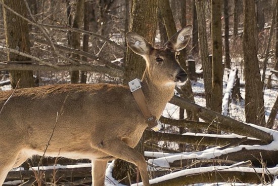 Wisconsin DNR Reveals New CWD Research Data, Eyeing Impact on Deer Populations and Predator Dynamics in Southwest Wisconsin