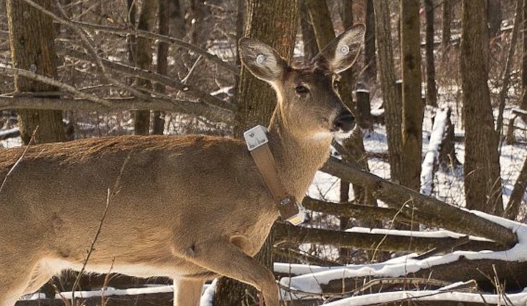 Wisconsin DNR Reveals New CWD Research Data, Eyeing Impact on Deer Populations and Predator Dynamics in Southwest Wisconsin