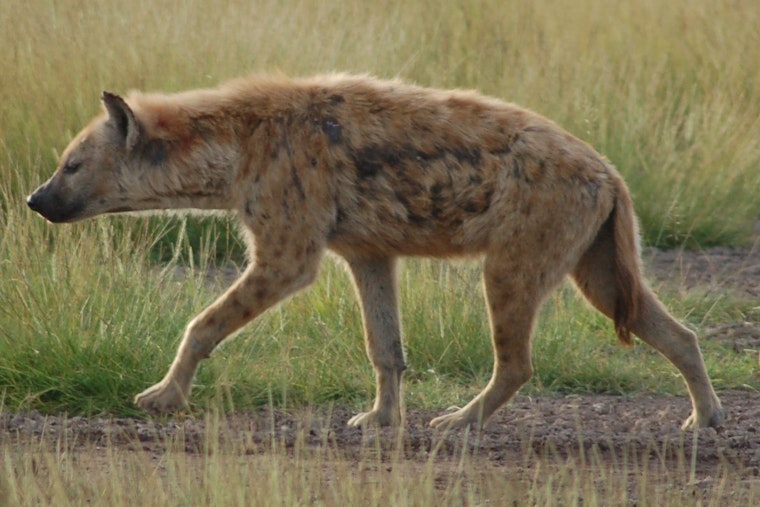 WSU Student Nick DiPietro Explores African Carnivores in Tanzania with Help from Gilman Scholarship