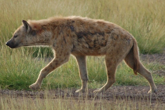 WSU Student Nick DiPietro Explores African Carnivores in Tanzania with Help from Gilman Scholarship