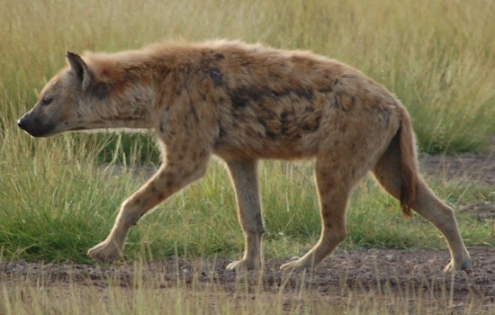 WSU Student Nick DiPietro Explores African Carnivores in Tanzania with Help from Gilman Scholarship